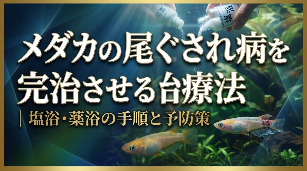 メダカの尾ぐされ病を完治させる治療法｜塩浴・薬浴の手順と予防策