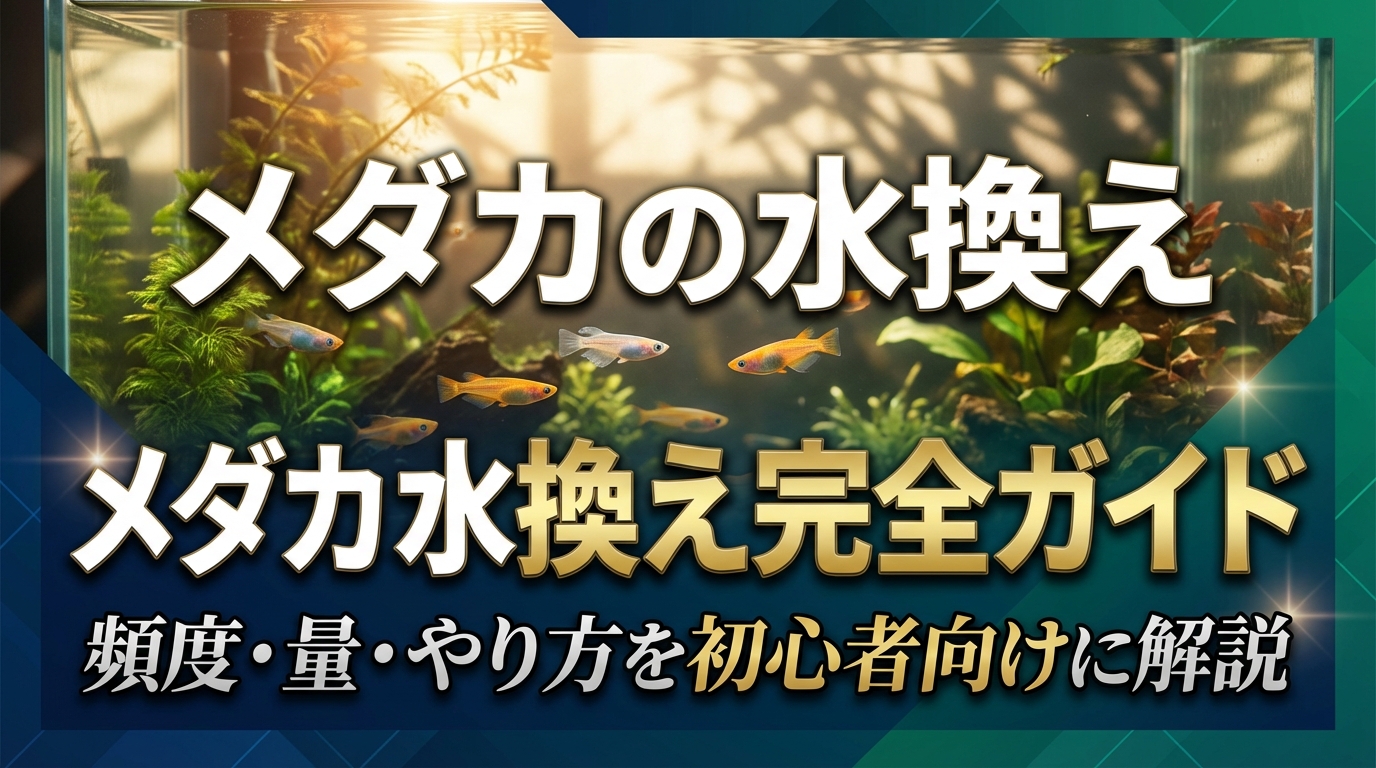 メダカの水換え完全ガイド|頻度・量・やり方を初心者向けに解説