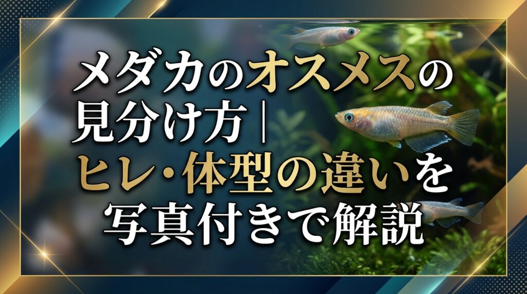 メダカのオスメスの見分け方｜ヒレ・体型の違いを写真付きで解説