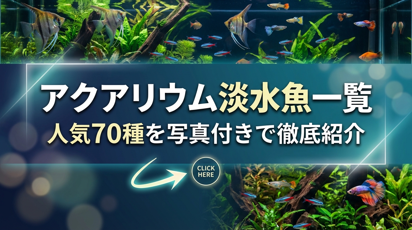 アクアリウム淡水魚一覧｜人気70種を写真付きで徹底紹介