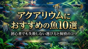 アクアリウムにおすすめの魚10選｜初心者でも失敗しない選び方と飼育のコツ