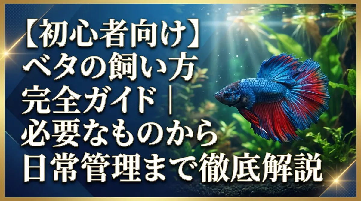 【初心者向け】ベタの飼い方完全ガイド|必要なものから日常管理まで徹底解説
