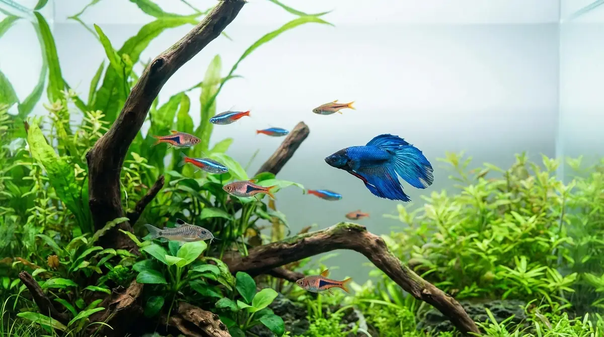 【おすすめ順】ベタと混泳できる生体ランキング5選