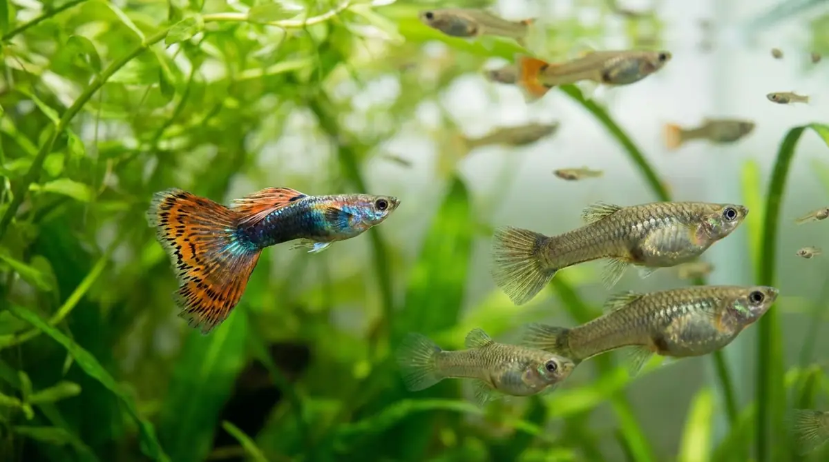 グッピーが繁殖しやすい理由｜卵胎生の仕組みを解説