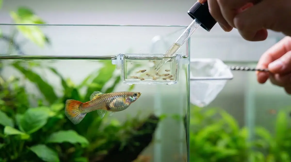 グッピーの出産の流れと飼い主がやるべきこと
