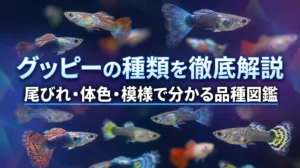 グッピーの種類を徹底解説｜尾びれ・体色・模様で分かる品種図鑑