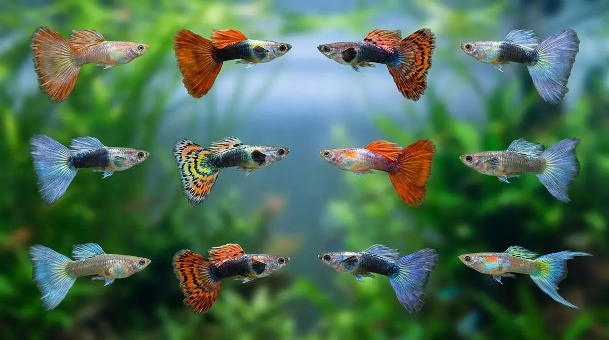 尾びれの形で見るグッピーの種類｜12タイプ完全ガイド