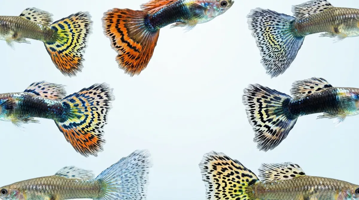 模様パターンで見るグッピーの種類｜柄のバリエーション