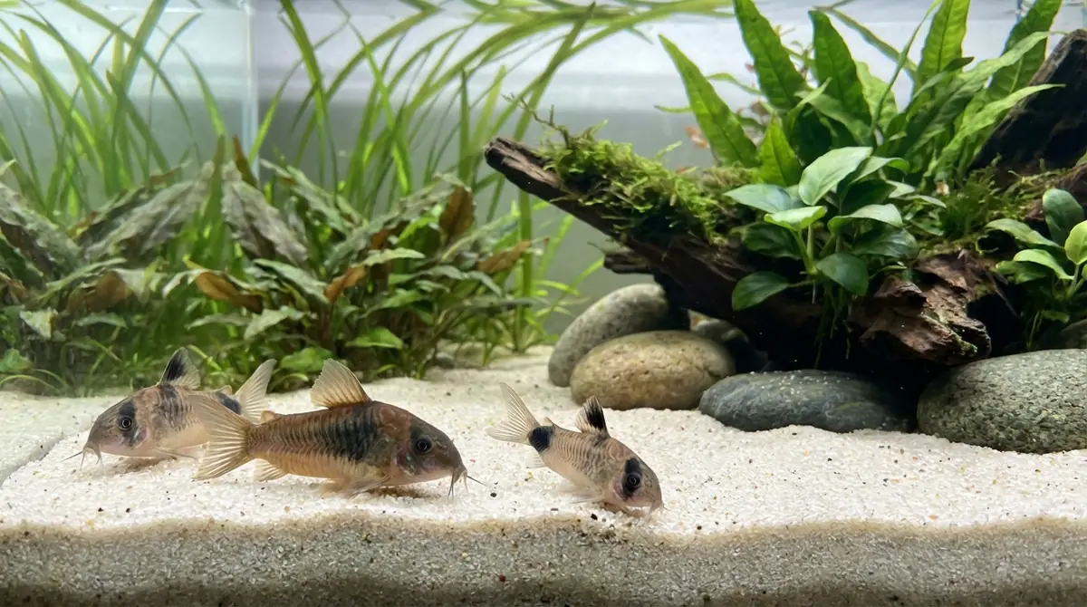 コリドラスの底砂選びが重要な3つの理由