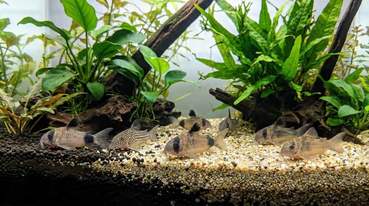 まとめ｜コリドラスに最適な底砂を選んで健康に飼育しよう