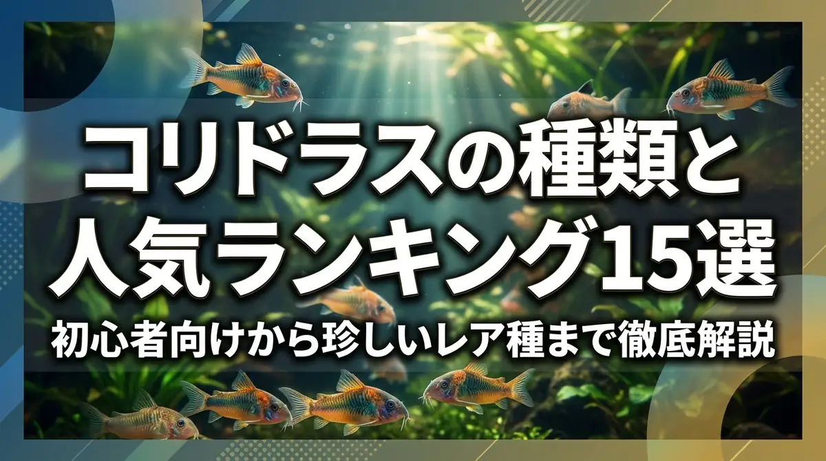 コリドラスの種類と人気ランキング15選|初心者向けから珍しいレア種まで徹底解説