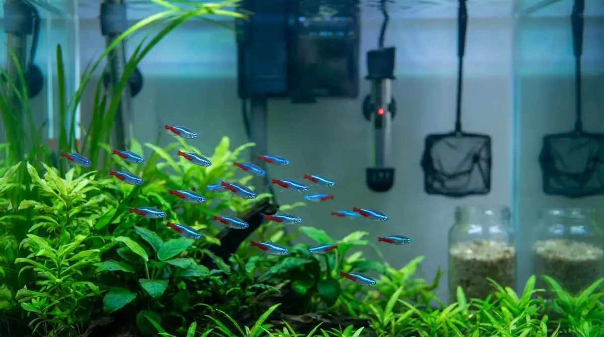 ネオンテトラの飼い方｜必要なものと初期費用