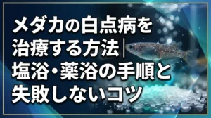 メダカの白点病を治療する方法｜塩浴・薬浴の手順と失敗しないコツ
