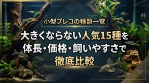 小型プレコの種類一覧｜大きくならない人気15種を体長・価格・飼いやすさで徹底比較