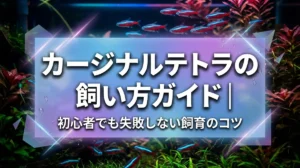 カージナルテトラの飼い方ガイド｜初心者でも失敗しない飼育のコツ
