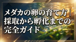 メダカの卵の育て方｜採取から孵化までの完全ガイド