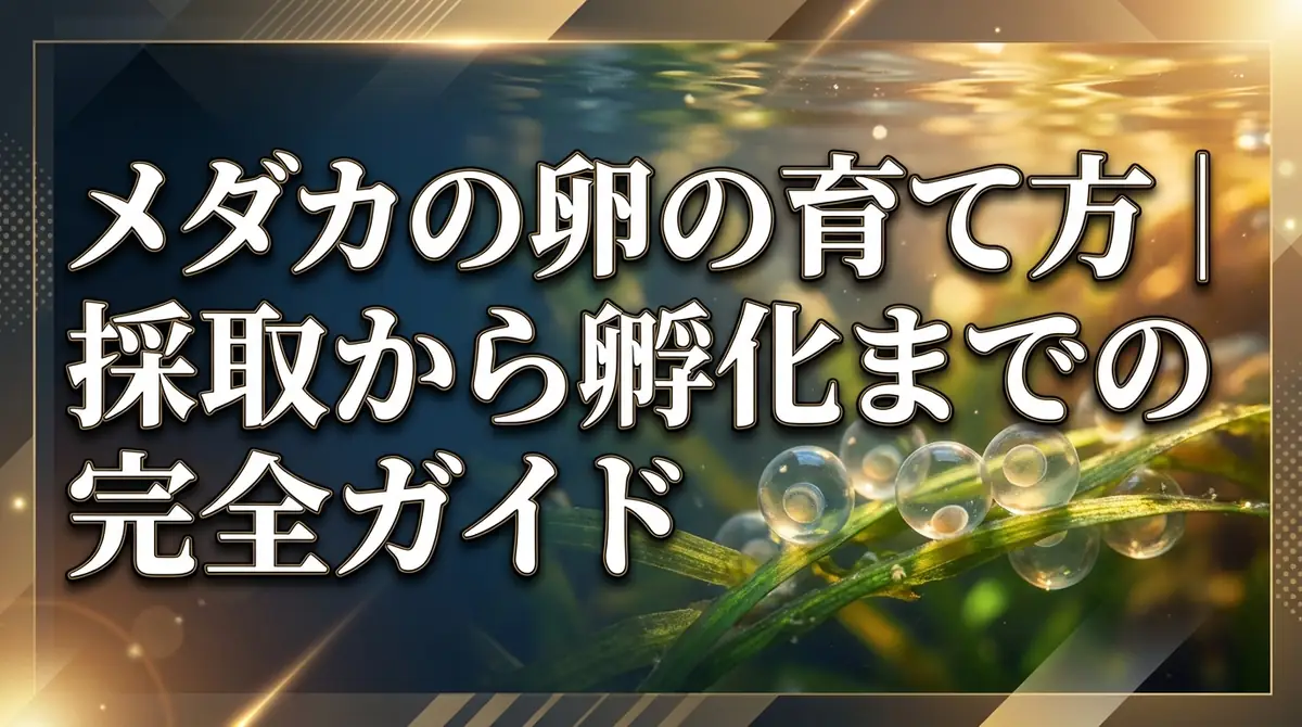 メダカの卵の育て方｜採取から孵化までの完全ガイド