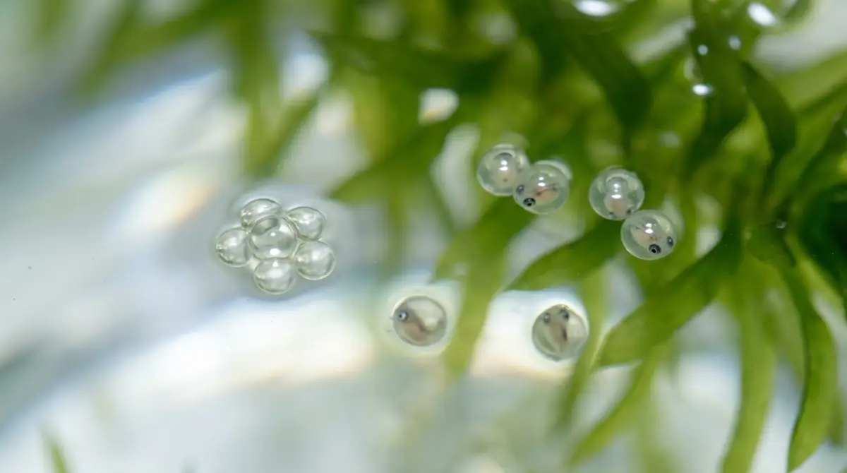 メダカの卵の基礎知識｜孵化までの発育過程