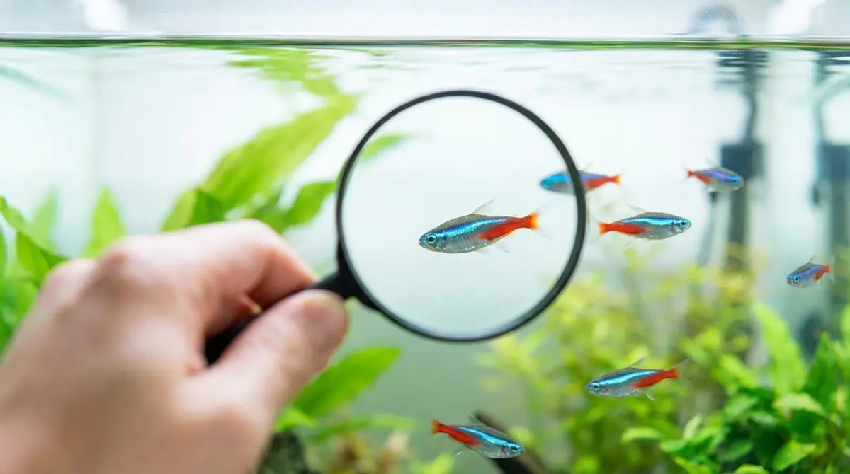 まとめ:早期発見と正しい対処でネオンテトラを守ろう