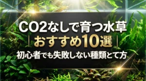 CO2なしで育つ水草おすすめ10選｜初心者でも失敗しない種類と育て方