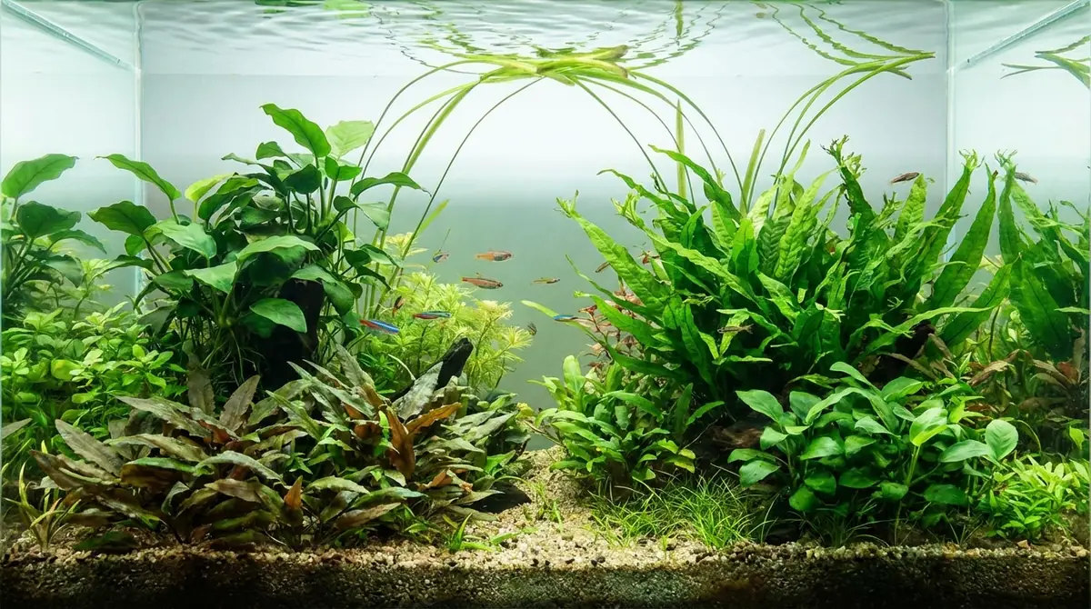 【厳選】CO2添加なしで育つおすすめ水草10種一覧