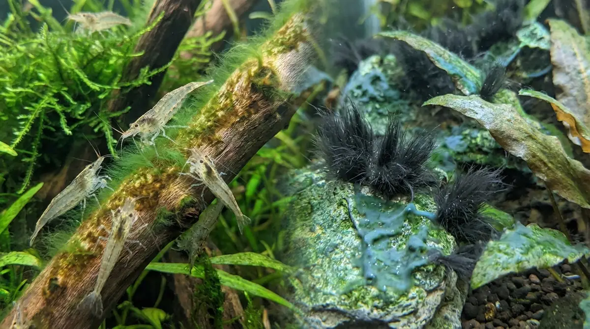 ヤマトヌマエビが食べるコケ・食べないコケ一覧【種類別早見表】