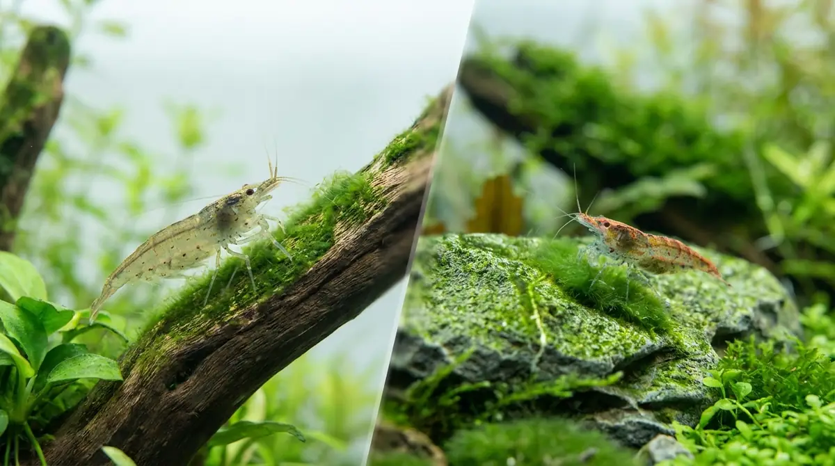 ヤマトヌマエビとミナミヌマエビのコケ取り能力を比較