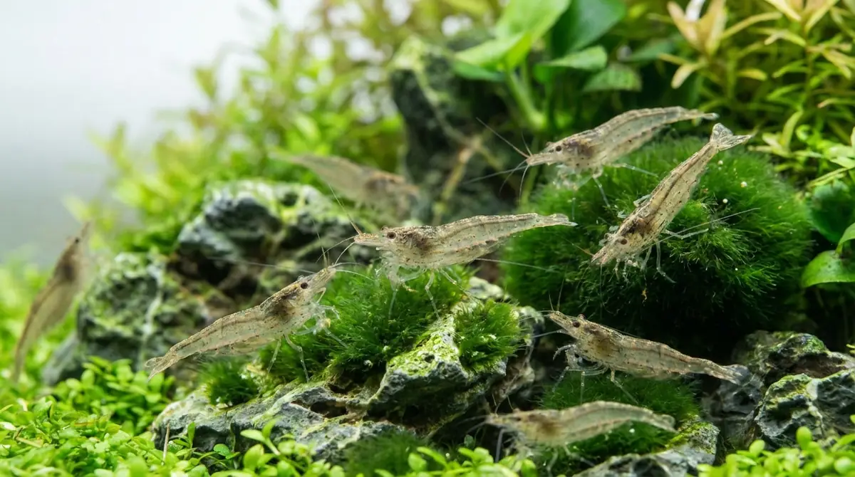 ヤマトヌマエビのコケ取り効果を最大化する5つのポイント