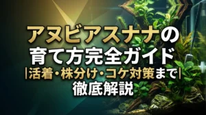 アヌビアスナナの育て方完全ガイド｜活着・株分け・コケ対策まで徹底解説