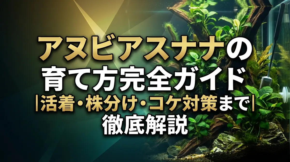 アヌビアスナナの育て方完全ガイド｜活着・株分け・コケ対策まで徹底解説