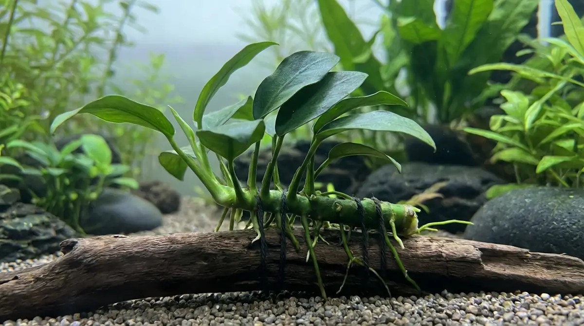 アヌビアスナナの正しい植え方|根茎を埋めないのが鉄則