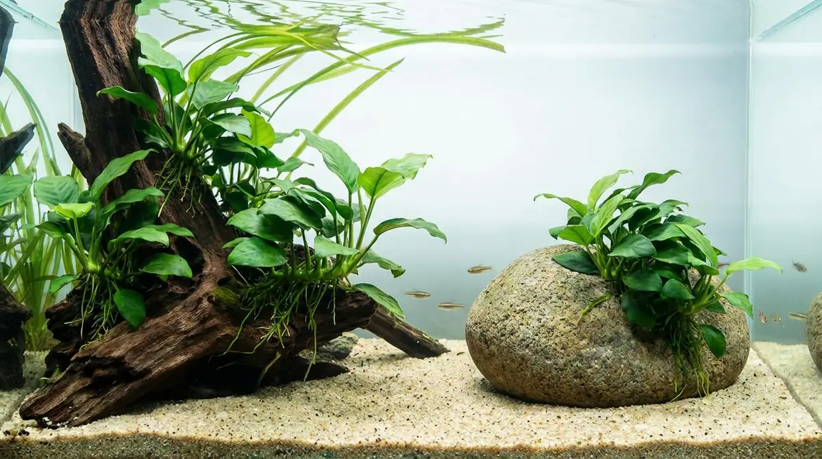 アヌビアスナナを流木・石に活着させる方法