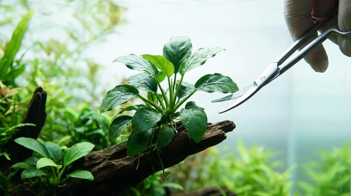 アヌビアスナナのトリミング・メンテナンス方法