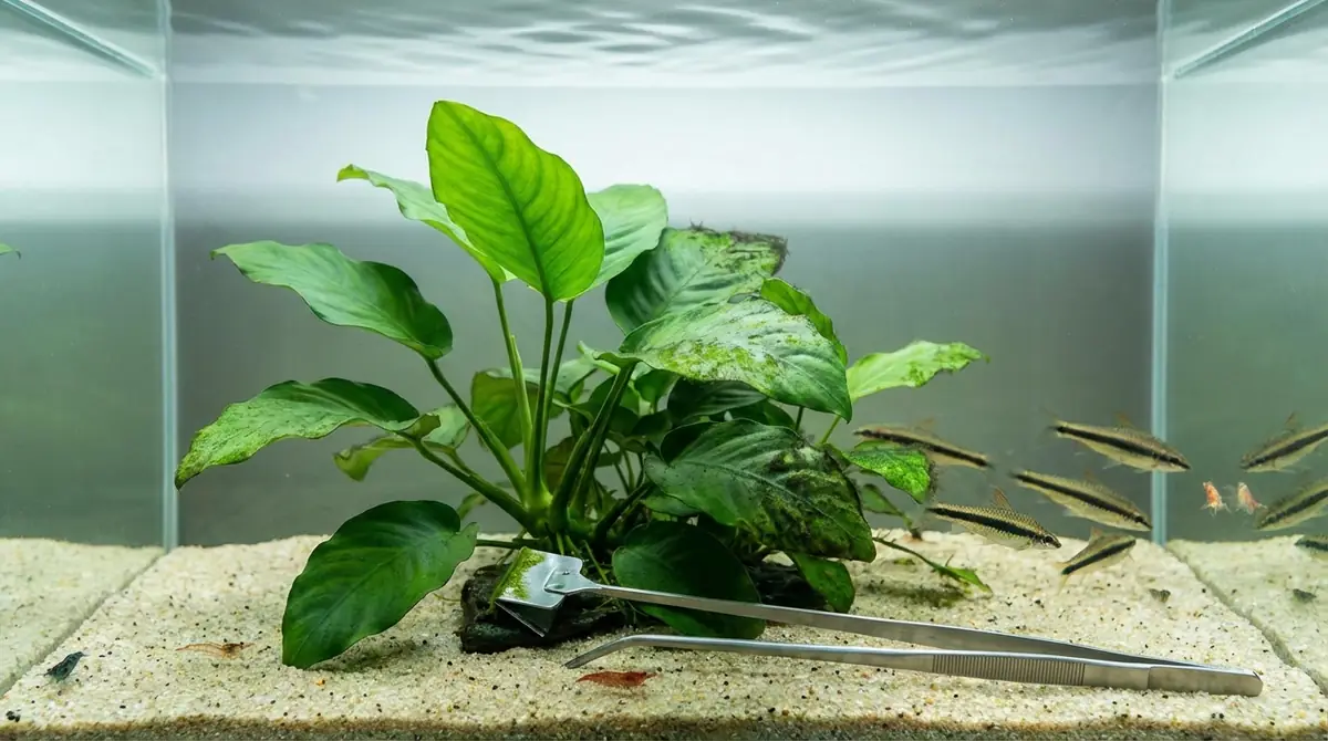 アヌビアスナナのコケ対策|予防と除去の方法