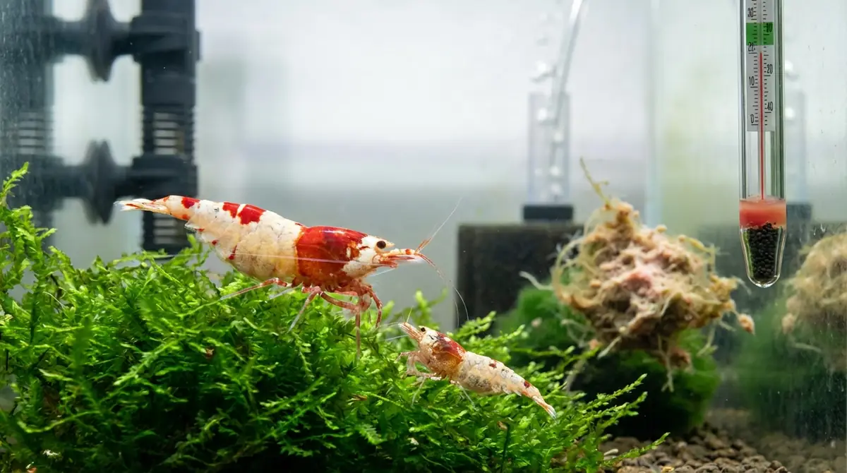 レッドビーシュリンプが死ぬ原因と対策|よくある失敗5選