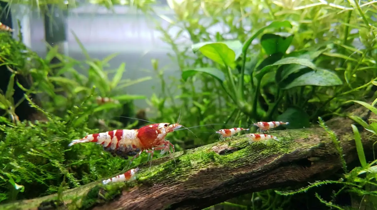 レッドビーシュリンプの繁殖方法|抱卵から稚エビ誕生まで