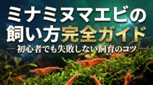 ミナミヌマエビの飼い方完全ガイド｜初心者でも失敗しない飼育のコツ