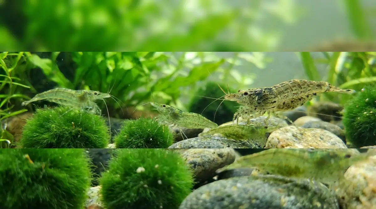 ミナミヌマエビとは?特徴・寿命・ヤマトヌマエビとの違い