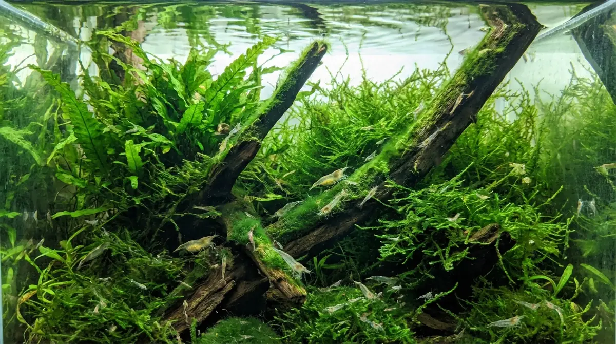 ミナミヌマエビの繁殖方法|放っておいても増える環境づくり