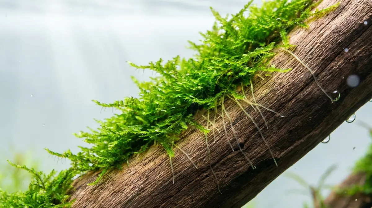 ウィローモスが活着する仕組み｜仮根の役割とは