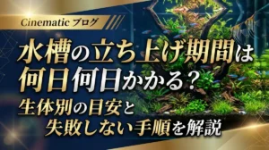 水槽の立ち上げ期間は何日かかる？生体別の目安と失敗しない手順を解説