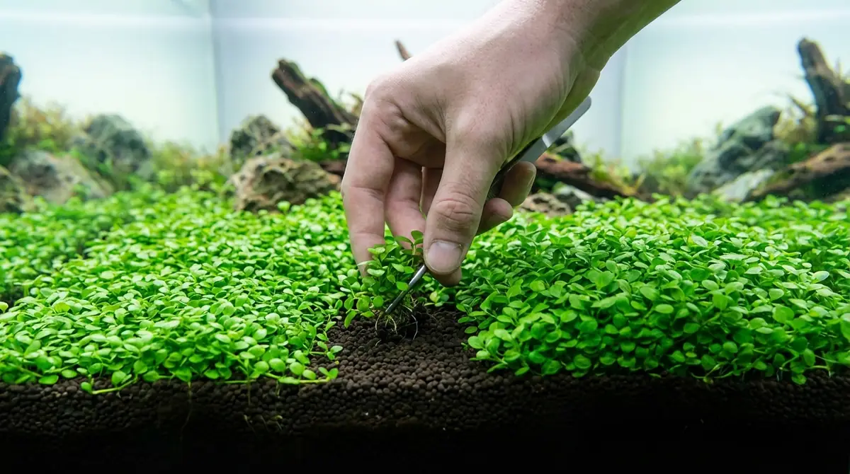 グロッソスティグマの植え方｜5ステップで絨毯を作る