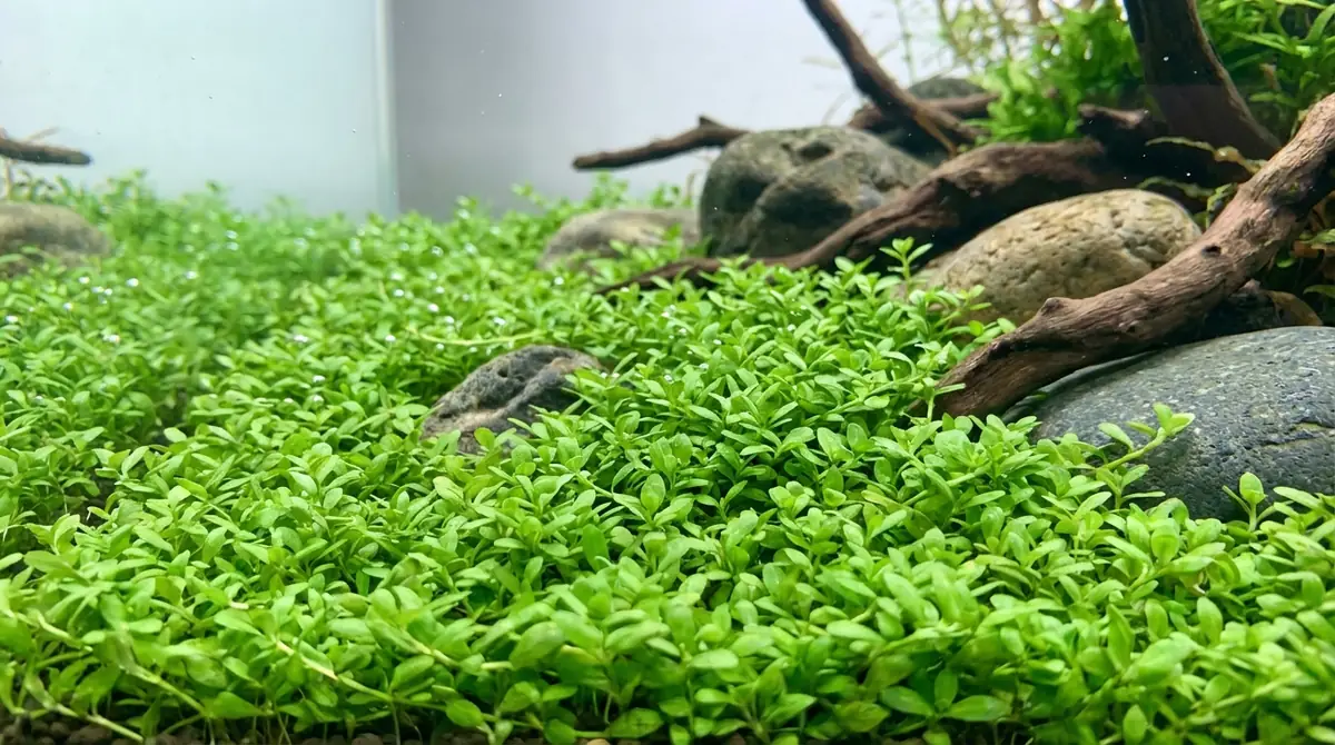 CO2なしでグロッソスティグマの絨毯は作れる？