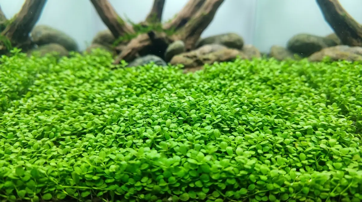 グロッソスティグマの絨毯に関するよくある質問