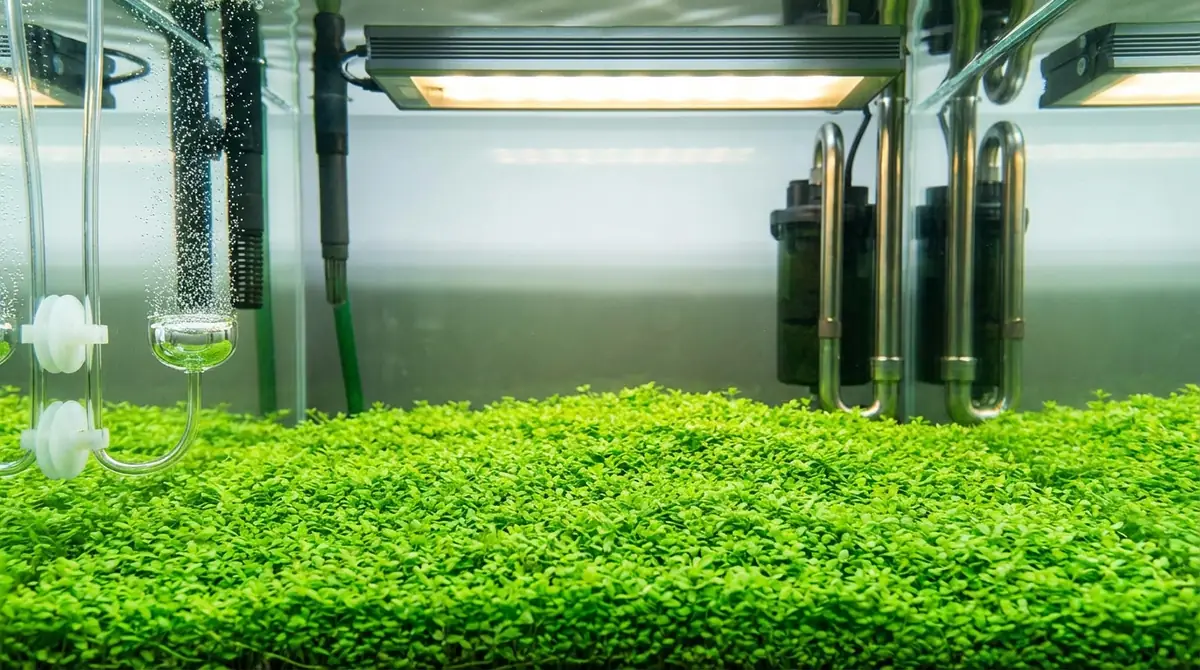 まとめ｜グロッソスティグマの絨毯は環境整備で決まる